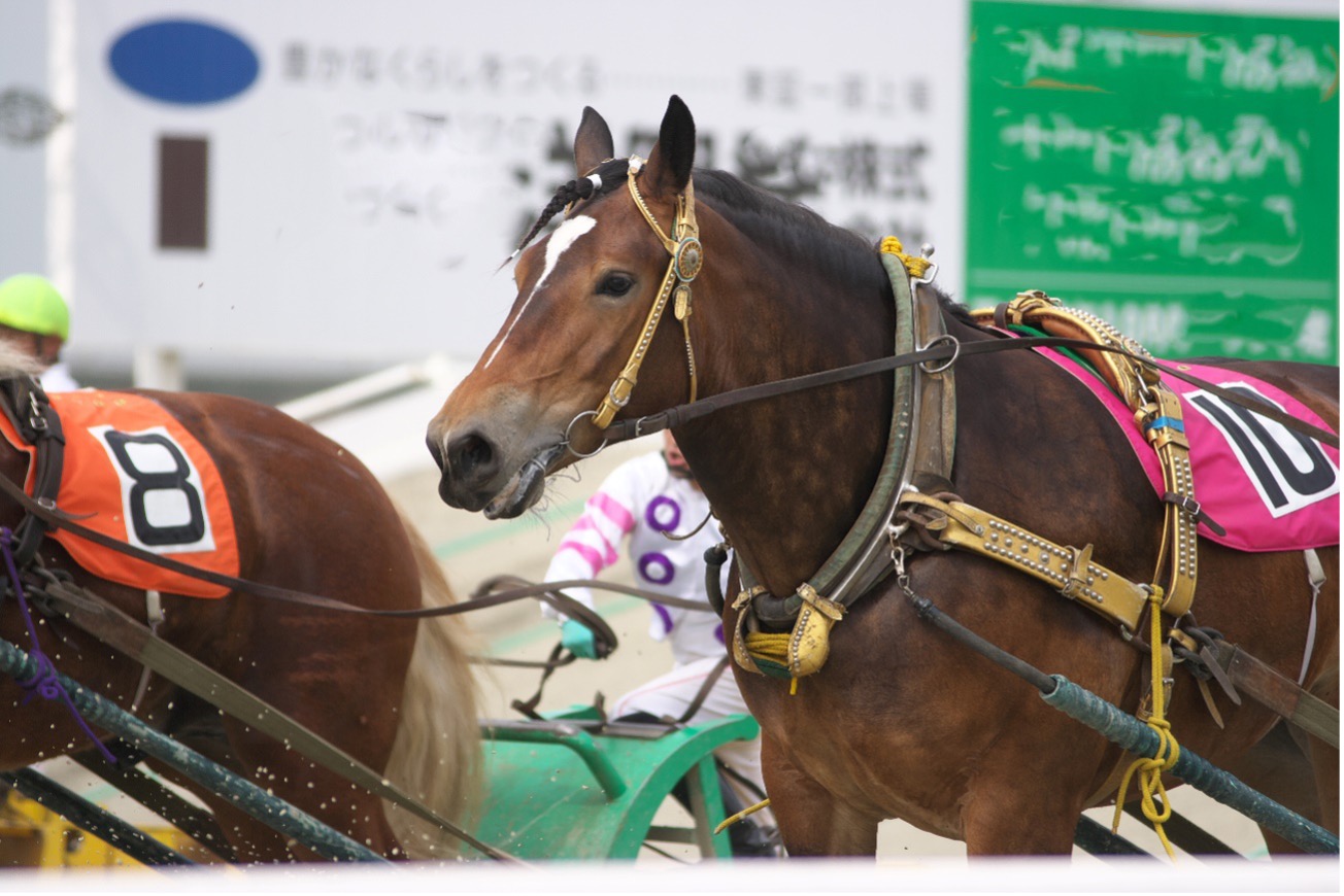 海外も含めた競馬の主要な歴史
